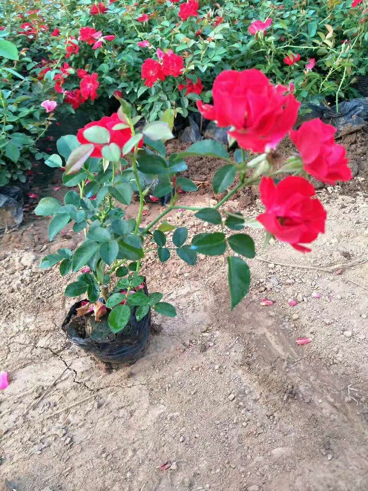 北京红帽子月季批发 红帽月季花价格