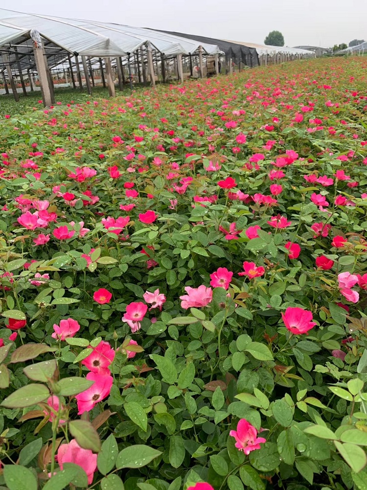 丰花月季