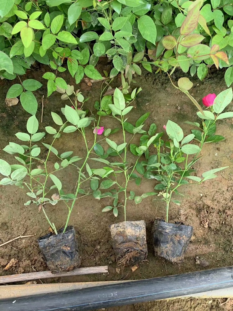 山东丰花月季 月季花 月季苗基地