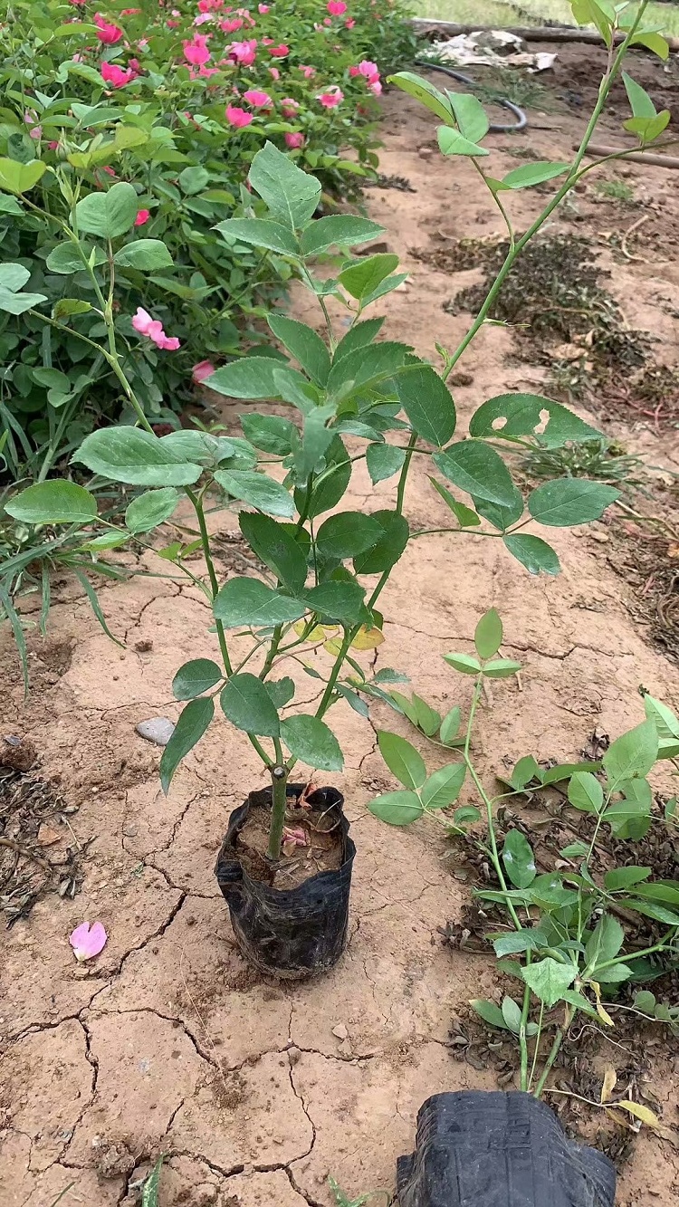 大盆丰花月季基地 两年生丰花月季批发价 盆栽月季花