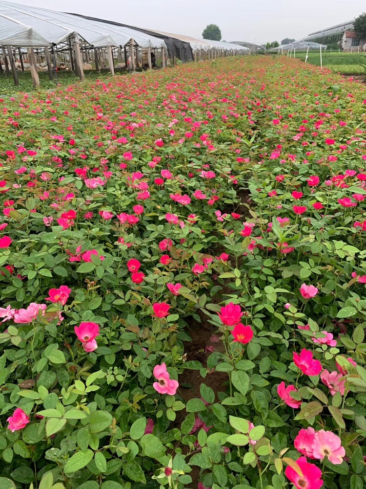 红花月季批发 黄花月季价格 月季基地
