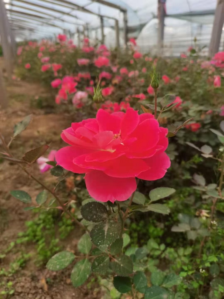 多分枝红帽月季 北方月季花 月季苗价格