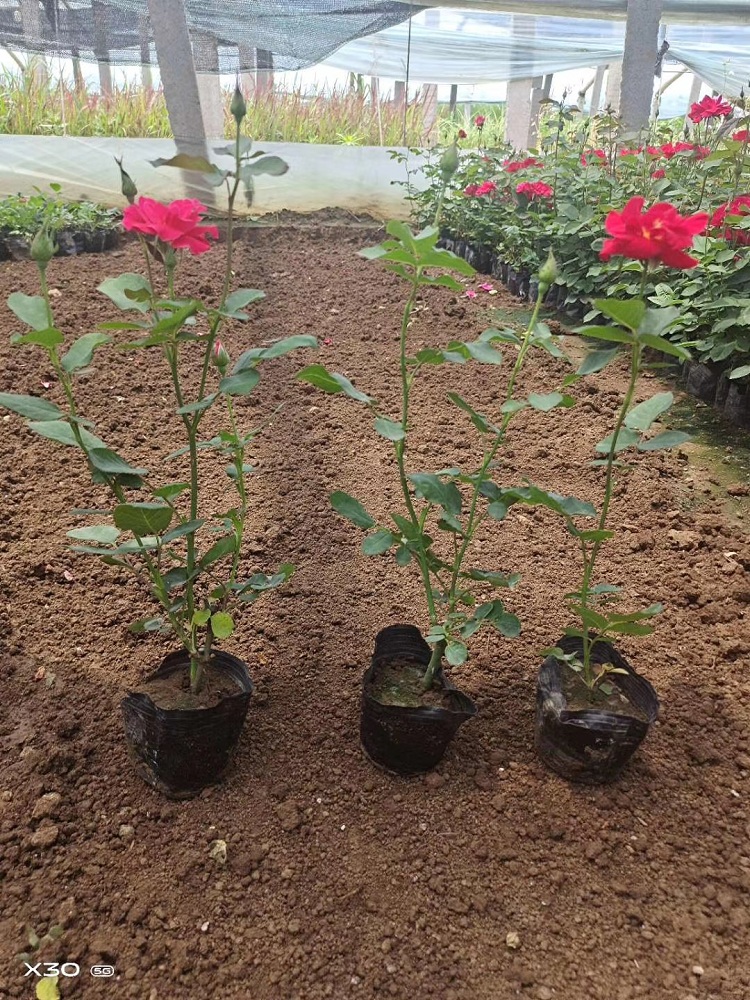 山东红帽月季种植基地 北方红帽子月季价格 月季花