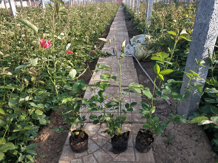 园林绿化用月季花批发