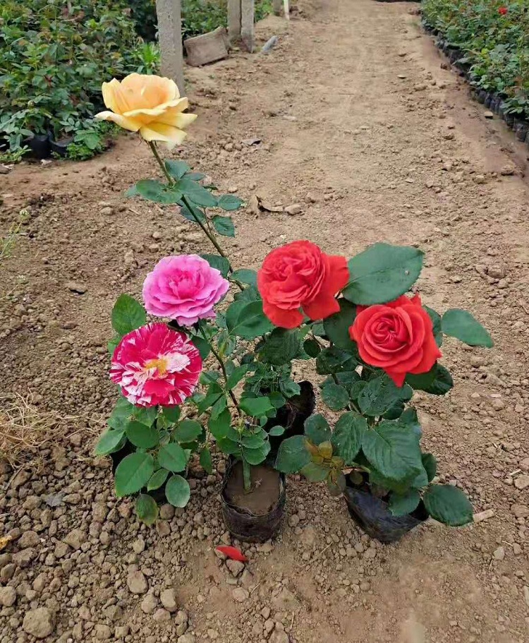多年生红帽月季 红宝石月季花价格