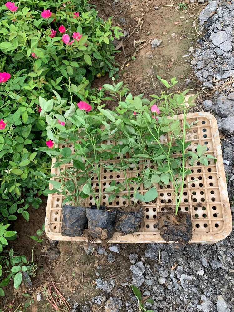 多分枝丰花月季批发 盆栽多分枝月季苗基地