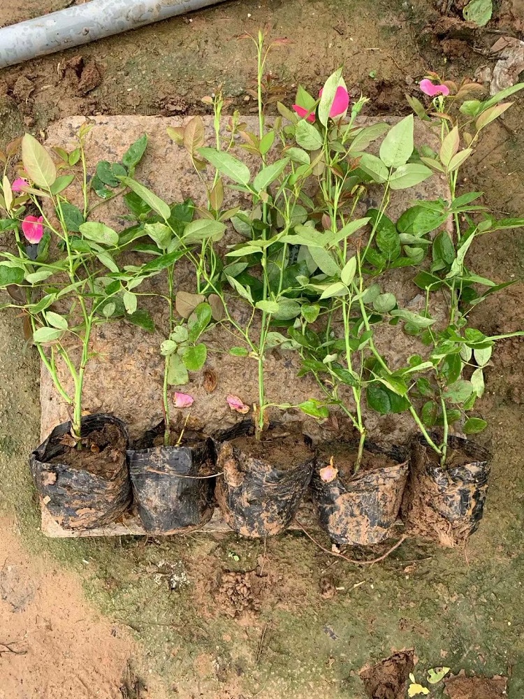工程用月季花批发 公园绿化用月季苗种植基地