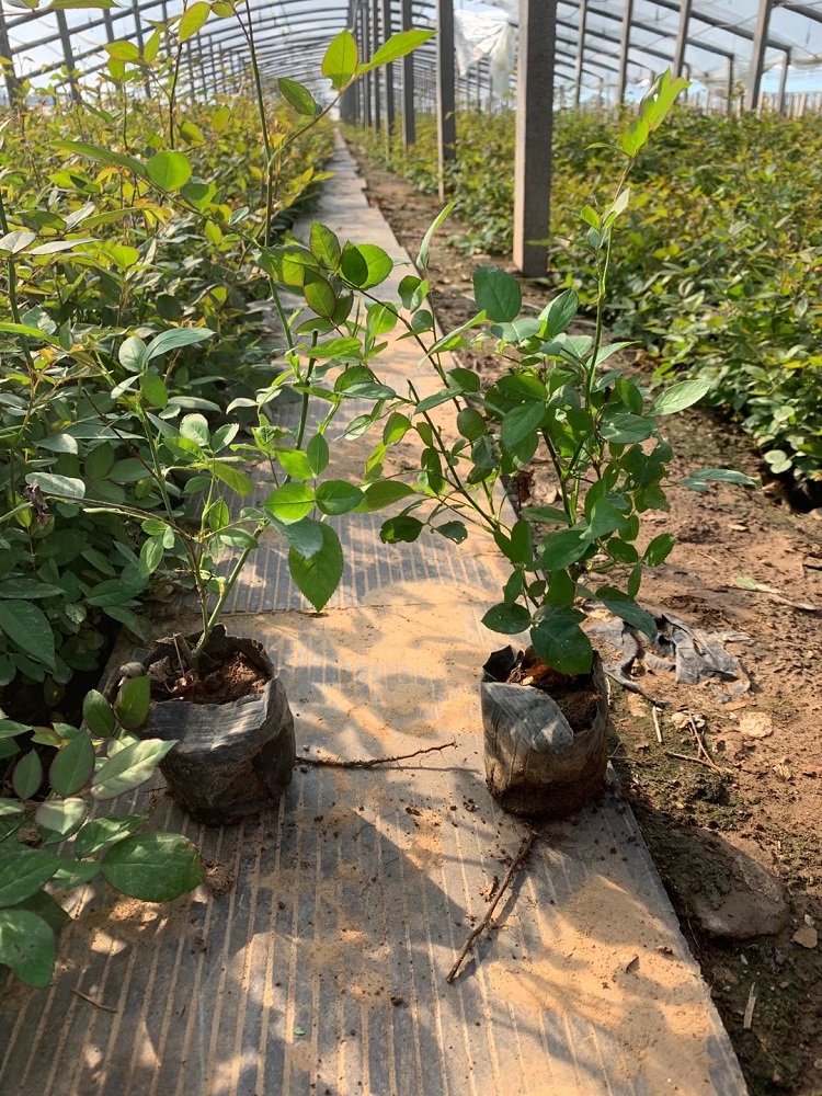 月季花基地 月季苗批发价