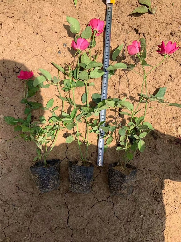 丰花月季 北方月季花批发 月季花价格