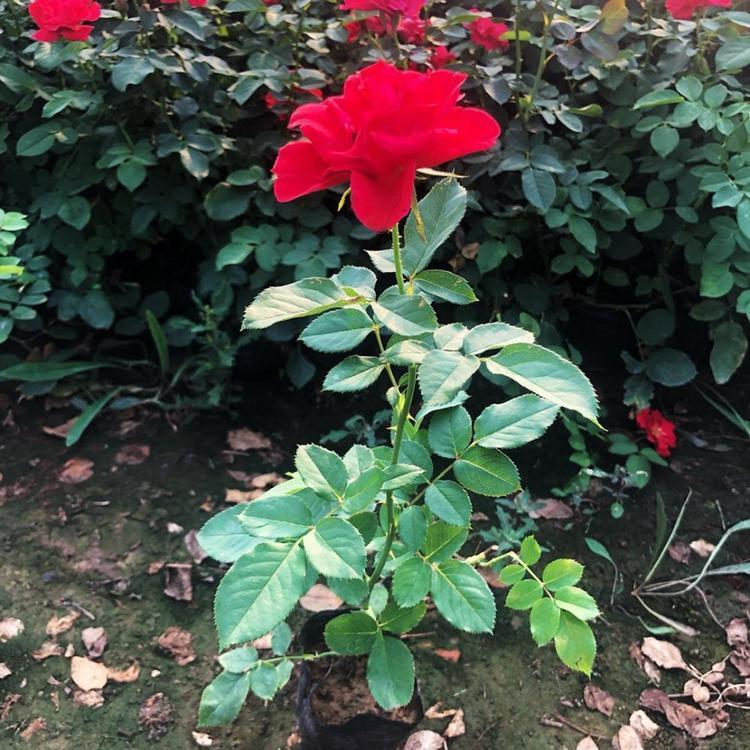 红帽月季 月季花 红花月季