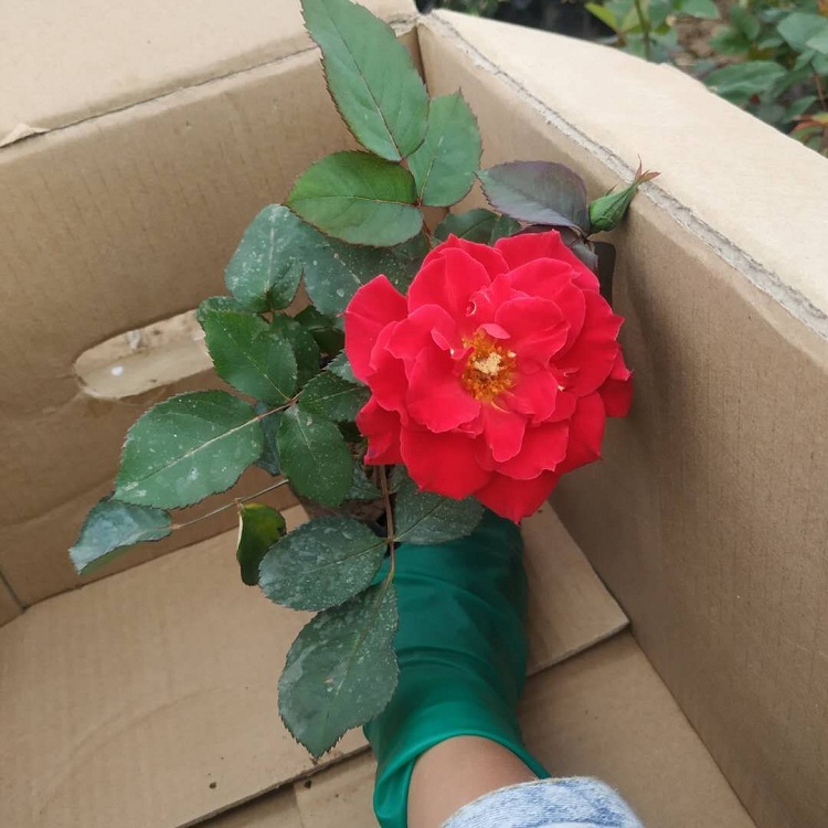 北方红帽月季价格 多年生红帽月季批发 盆栽月季花基地