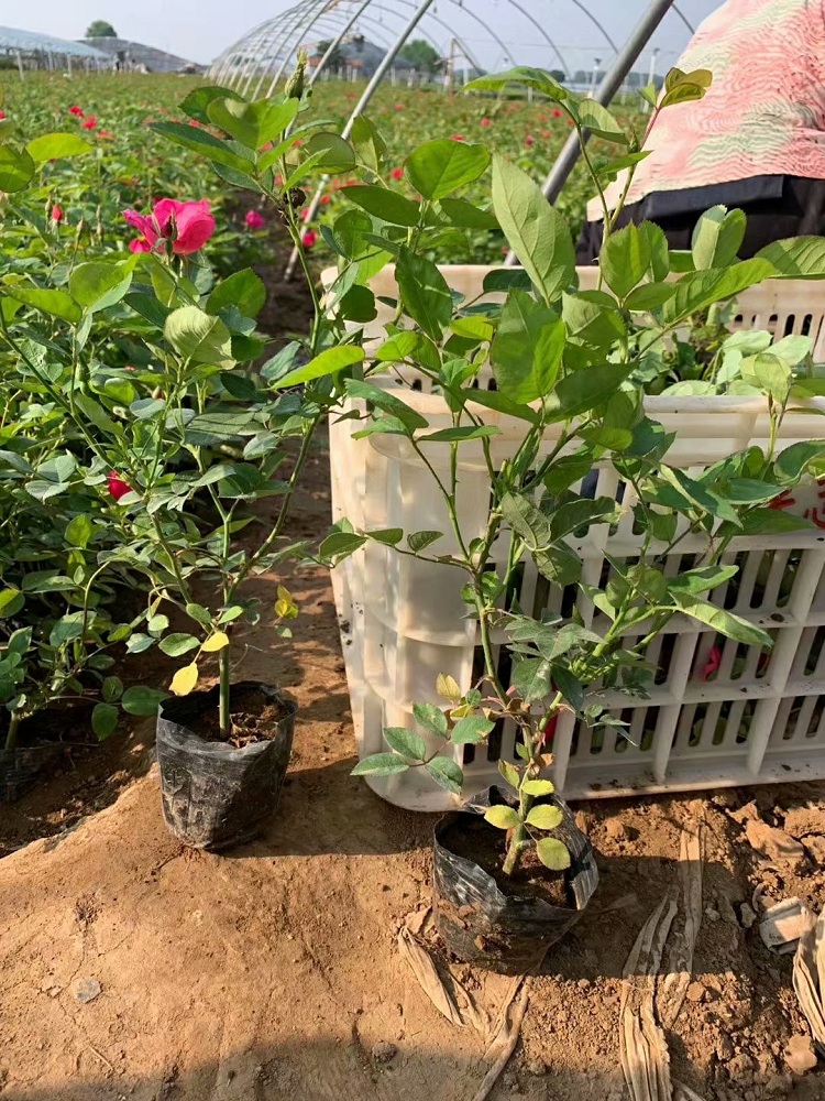 丰花月季种植基地
