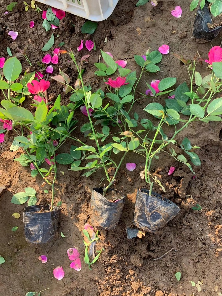 小盆丰花月季批发 多年生丰花月季价格