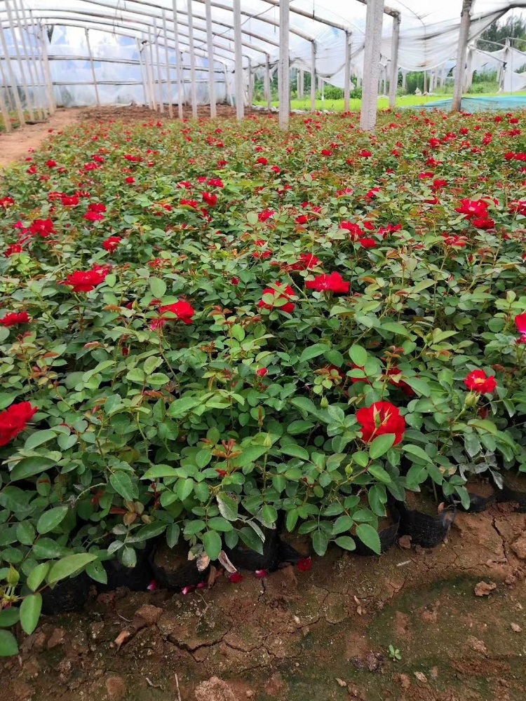 红帽月季苗批发 绿化用红帽月季苗价格 南方月季花
