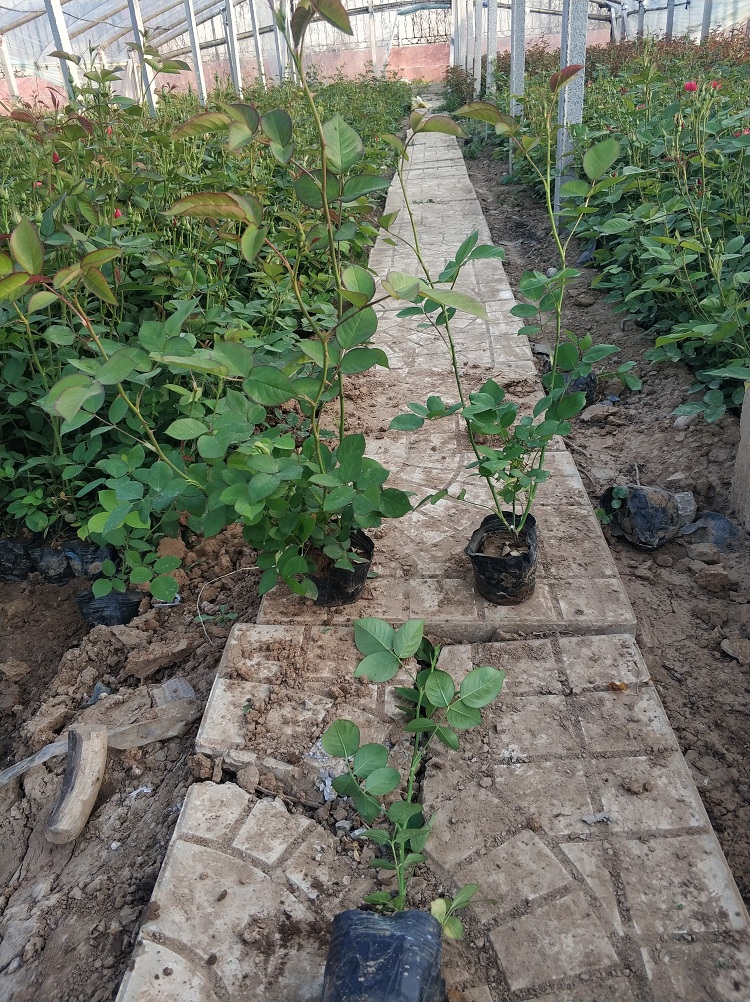 北方月季花批发 南方月季苗价格