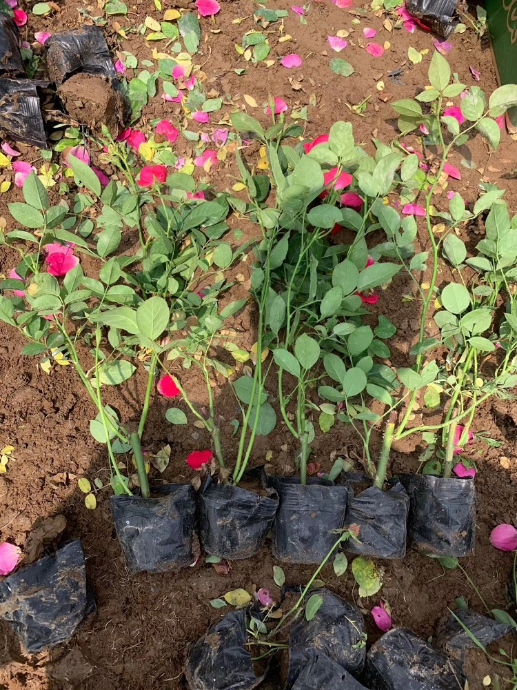 北方丰花月季批发