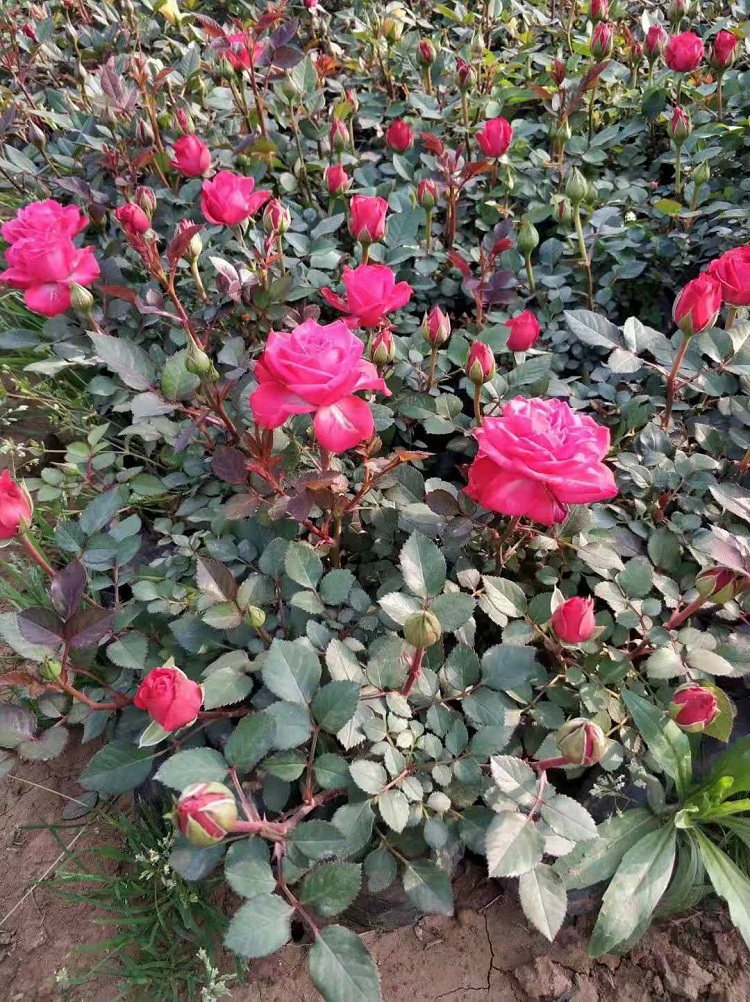 直立灌木红帽子月季 月月红 花色艳丽花期长 常绿灌木
