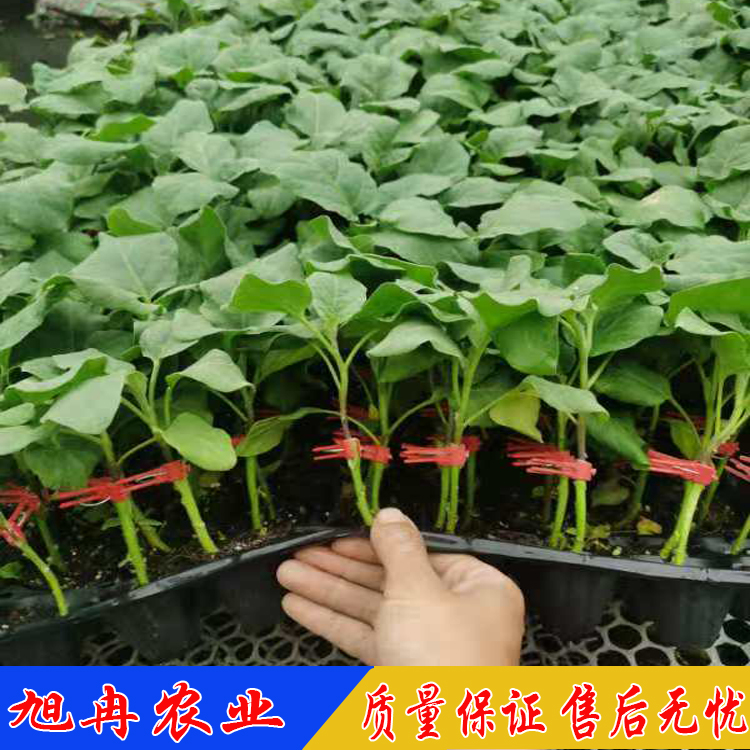 山东茄子嫁接苗批发长厂家 圆茄苗 山东育苗基地 旭冉农业