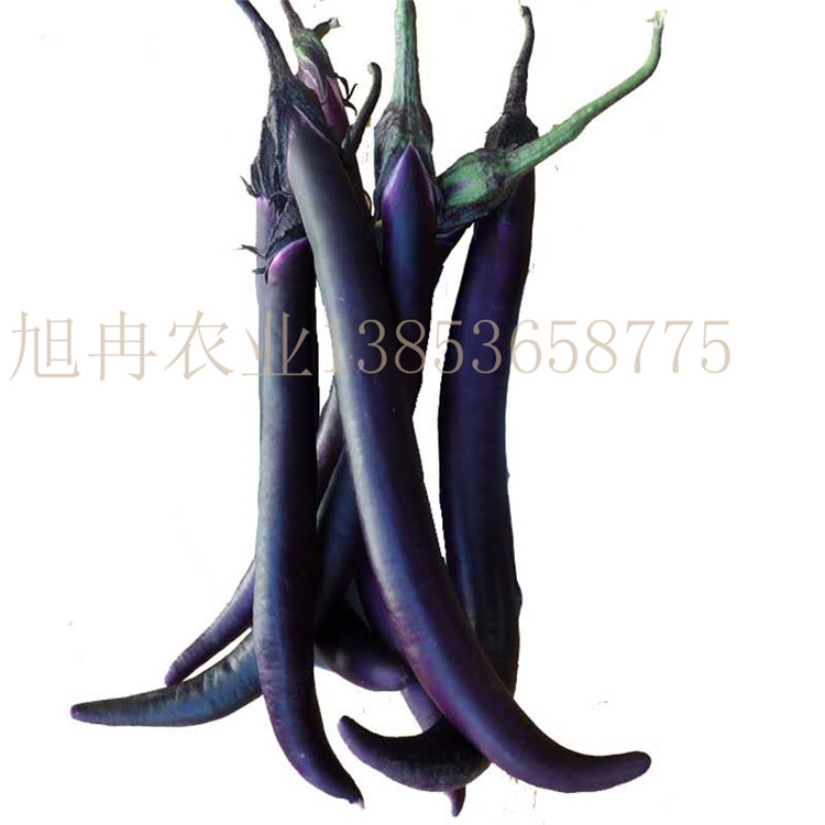 浙江温州种植线茄嫁接苗 露天种植线茄苗 紫黑油亮线茄苗 山东线茄育苗基地旭冉农业