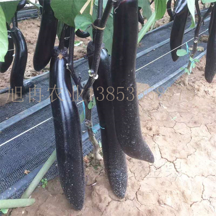 适合云南种植茄子品种 抗病强产量高 耐热 抗寒 抗病强茄子种苗山东育苗基地 旭冉农业