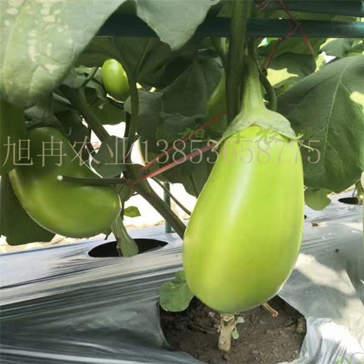 绿罐茄茄苗灯泡茄子苗 绿皮茄子苗 山东茄子育苗基地 旭冉农业