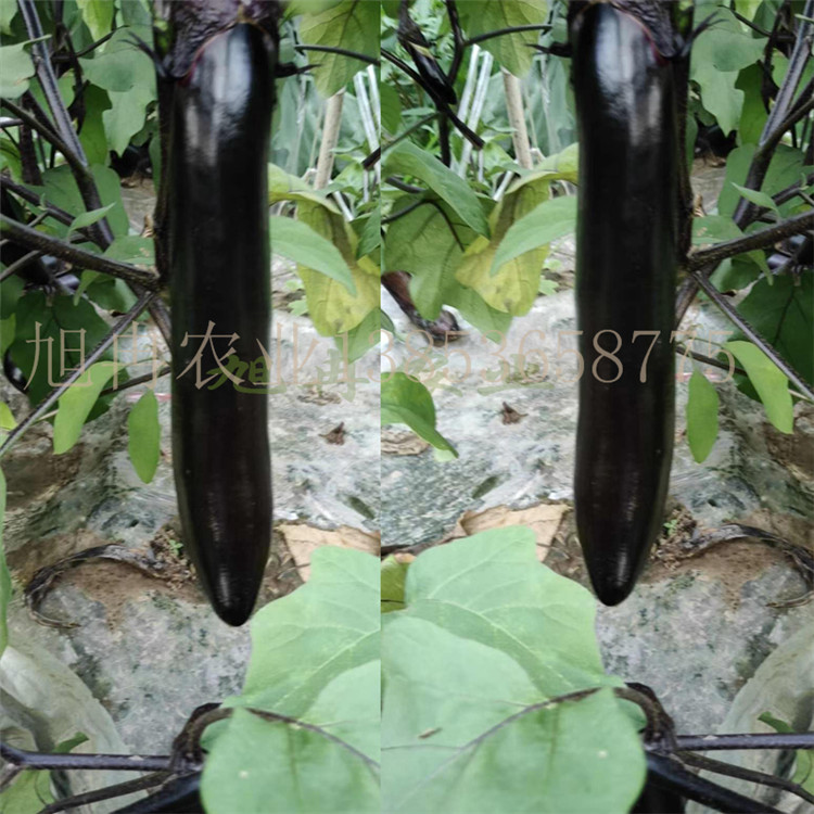 紫蕚大龙长茄苗 大龙茄子种苗 紫蕚长茄子苗 早熟高产茄子苗 露天种植茄子种苗 山东育苗基地 旭冉农业
