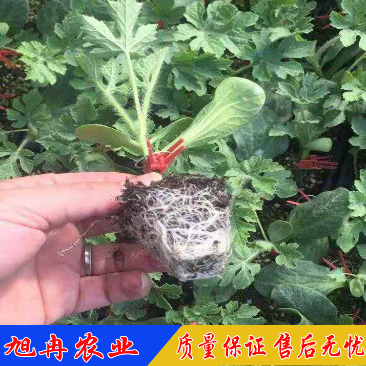 新疆西瓜育苗批发厂家 抗病西瓜苗 抗枯萎病西瓜品种 皮薄口感好西瓜苗 旭冉农业