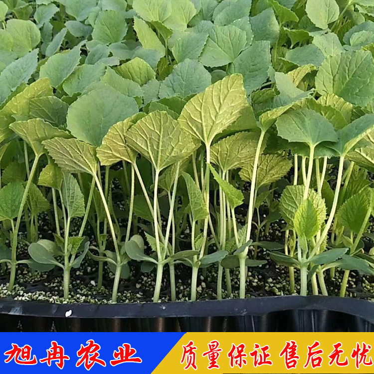 甜瓜苗 甜瓜嫁接苗 羊角蜜甜瓜嫁接苗 博洋91甜瓜种子 旭冉农业