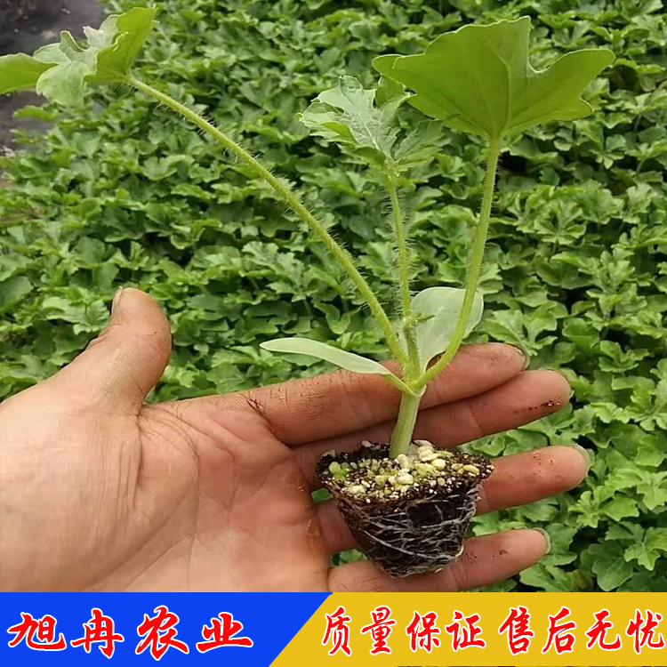 麒麟西瓜苗 8424西瓜嫁接苗 口感好含糖度高西瓜苗 山东育苗基地旭冉农业