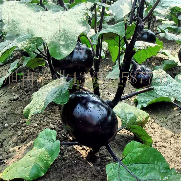 圆茄嫁接苗 黑宝圆茄嫁接苗 茄子苗 山东育苗基地 旭冉农业