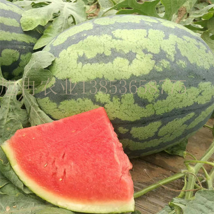西瓜嫁接苗 甜王西瓜嫁接苗 华迈种业 露天种植西瓜苗 旭冉农业