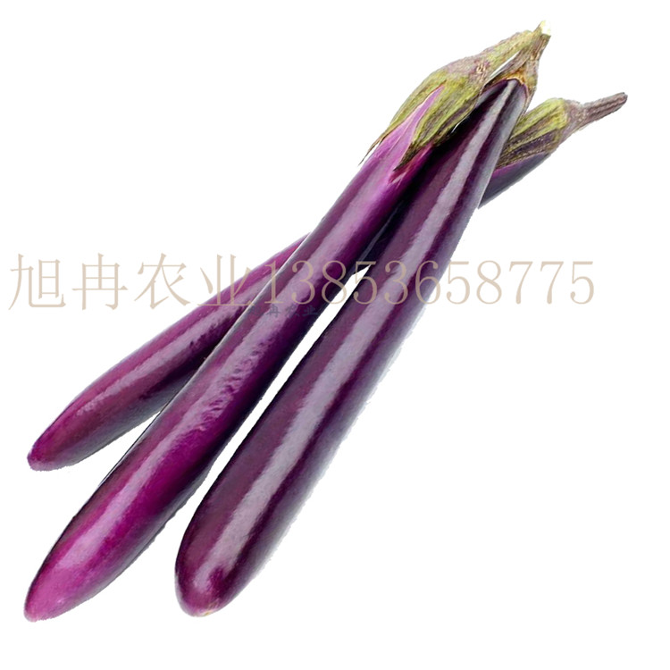 杭茄2010茄子种子 杭茄2010线茄苗 杭茄2019茄子种子 杭茄2019线茄嫁接苗 山东育苗基地