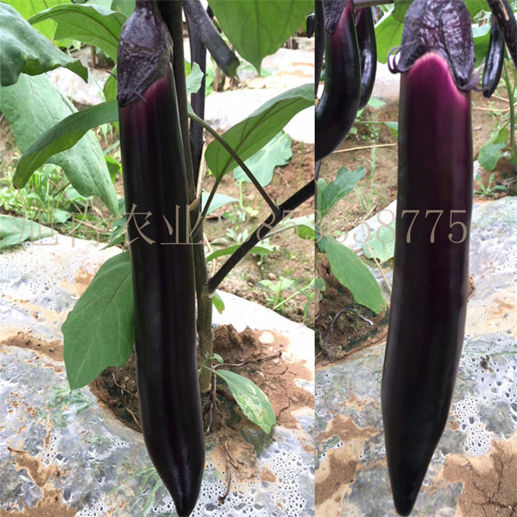 适合东北辽宁种植茄子品种 耐寒抗病毒产量高 瓜条紫黑油亮 苗子壮根系强 山东育苗基地 旭冉农业