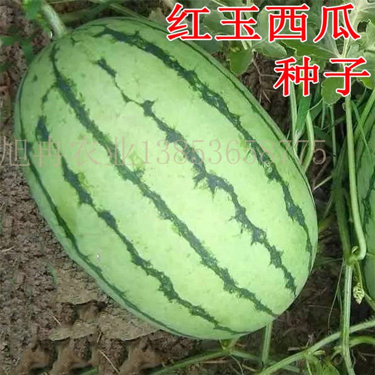西瓜嫁接苗 旭冉农业 甜王8424西瓜苗 2K4K小兰嫁接西瓜苗 甜瓜种子