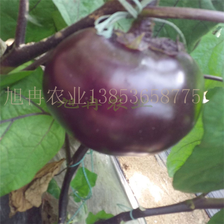 茄子苗 茄子嫁接苗 102茄子种子 山东育苗基地 旭冉农业