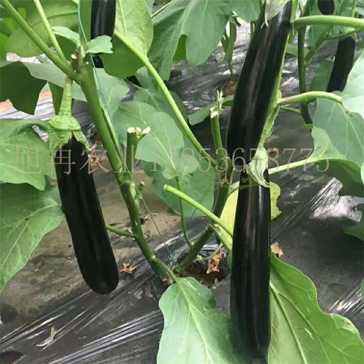 绿蕚茄子嫁接苗 茄子苗 布利塔茄子苗 山东育苗基地 旭冉农业