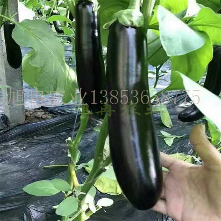 瑞克斯旺765原头嫁接苗 765茄子苗 山东育苗基地 旭冉农业