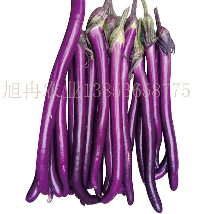 丰田五号茄子种子 丰田五号线茄嫁接苗 丰田二号线茄种子 丰田二号线茄嫁接苗 山东育苗基地旭冉农业