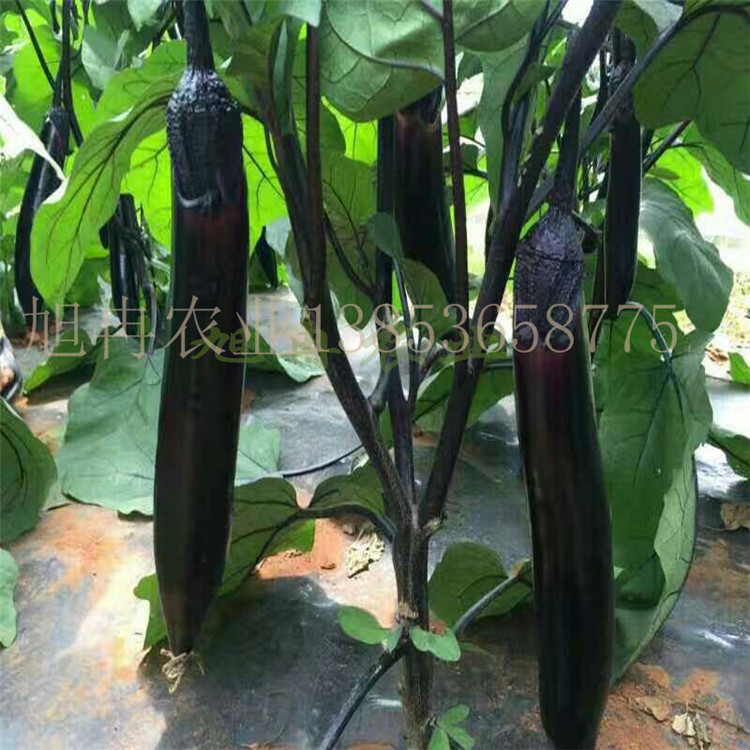 茄子苗 山西茄子种苗批发厂家 抗病毒耐寒果型好颜色黑亮 早熟高产茄子品种  旭冉农业