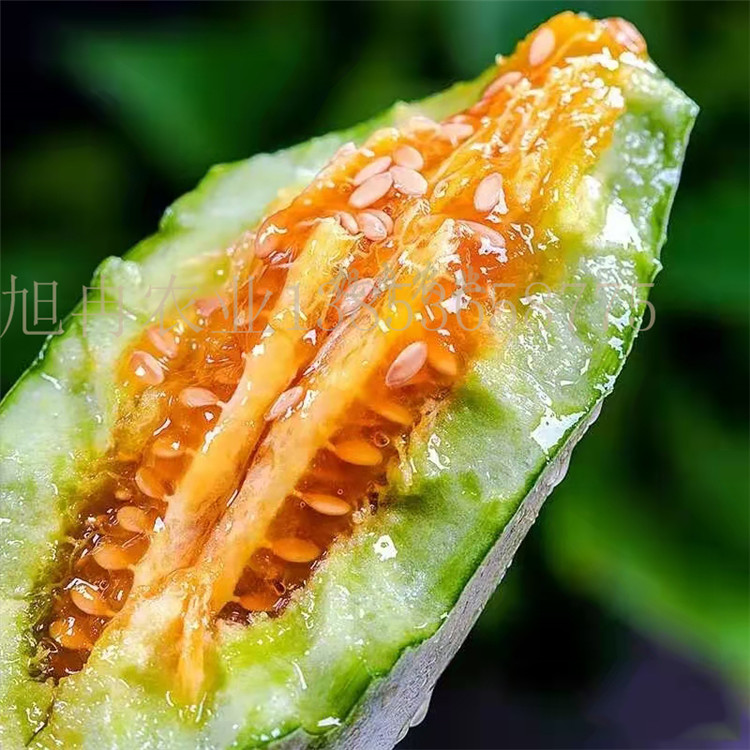 博洋8博洋9博洋61博洋72博洋94博洋51甜瓜苗 甜瓜嫁接苗 羊角蜜甜瓜 天津德瑞特甜瓜种子
