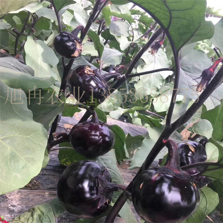 圆茄苗 露天种植茄子苗 耐热茄子苗 山东育苗基地 旭冉农业