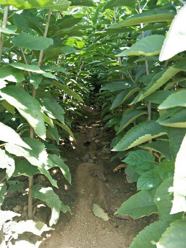 泰安市泰山景区黄前镇羽腾果树苗木繁育中心 图 1