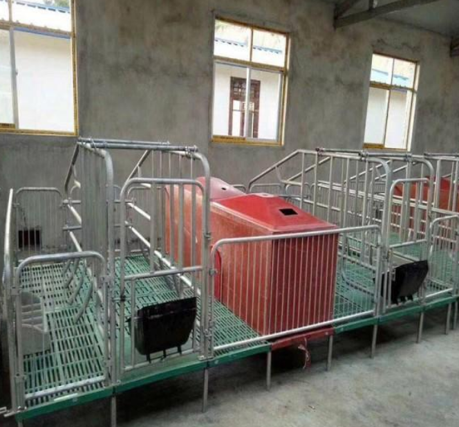 泓牧养殖公司 定制养殖场仔猪保育床 母猪产床尺寸 猪场专用