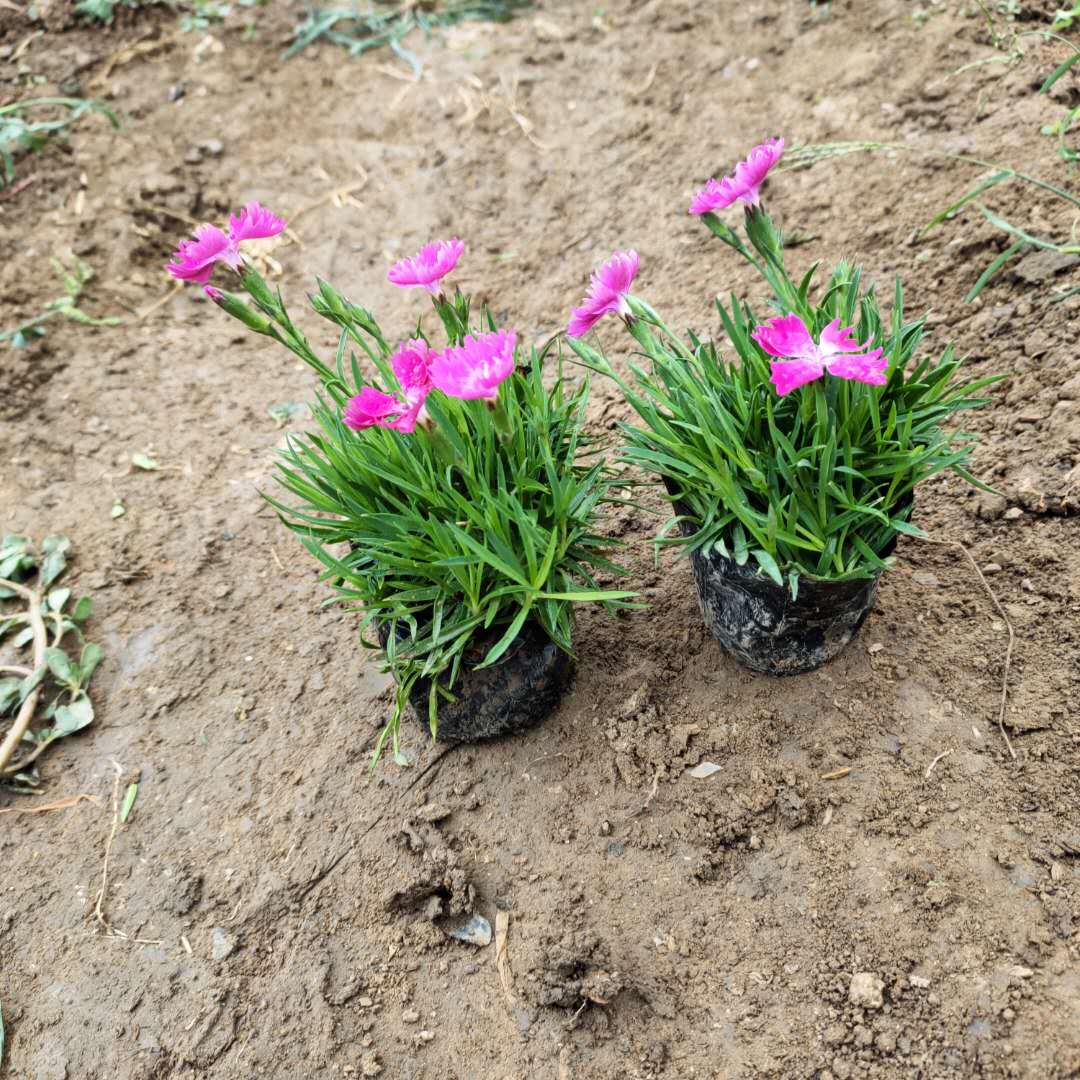  地被观赏耐寒花卉欧石竹  花海品种  欧石竹小苗供应基地