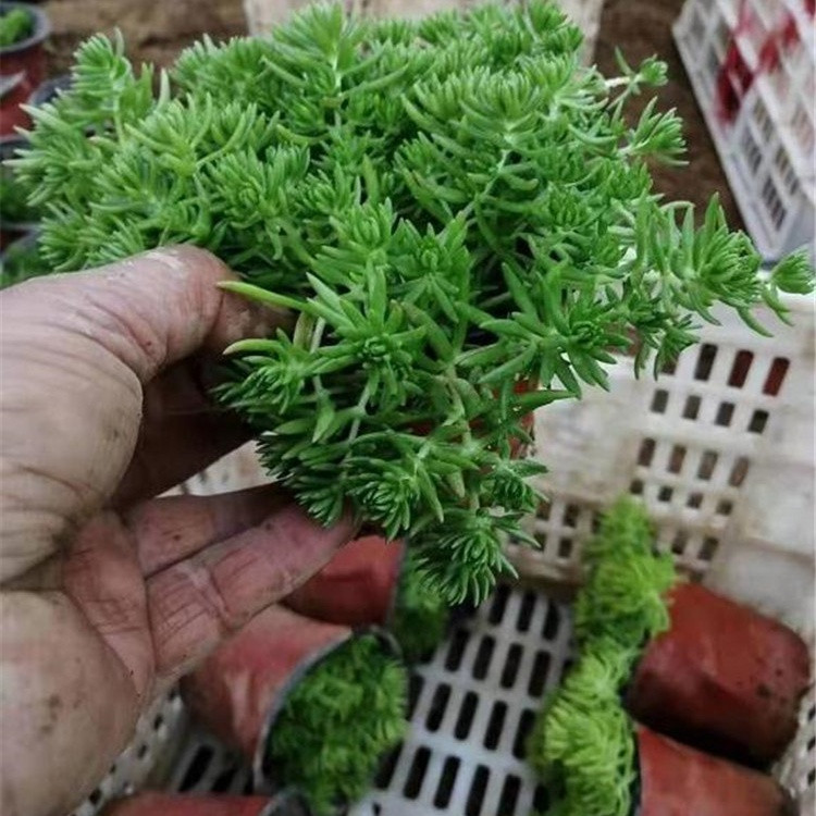 屋顶绿化佛甲草小苗  盆栽供应 草本丛生植物 耐寒抗旱  桌面绿化盆栽