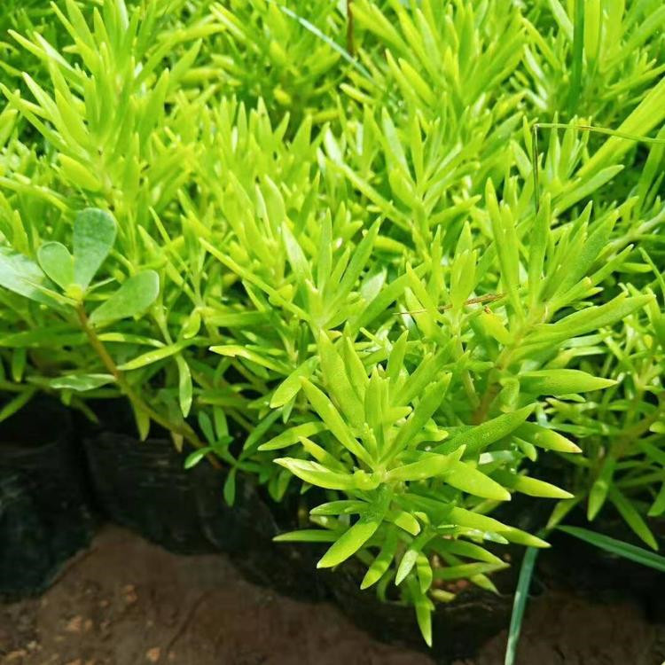 铭瀚  金叶佛甲草  宿根地被植物 耐寒抗旱 易成活