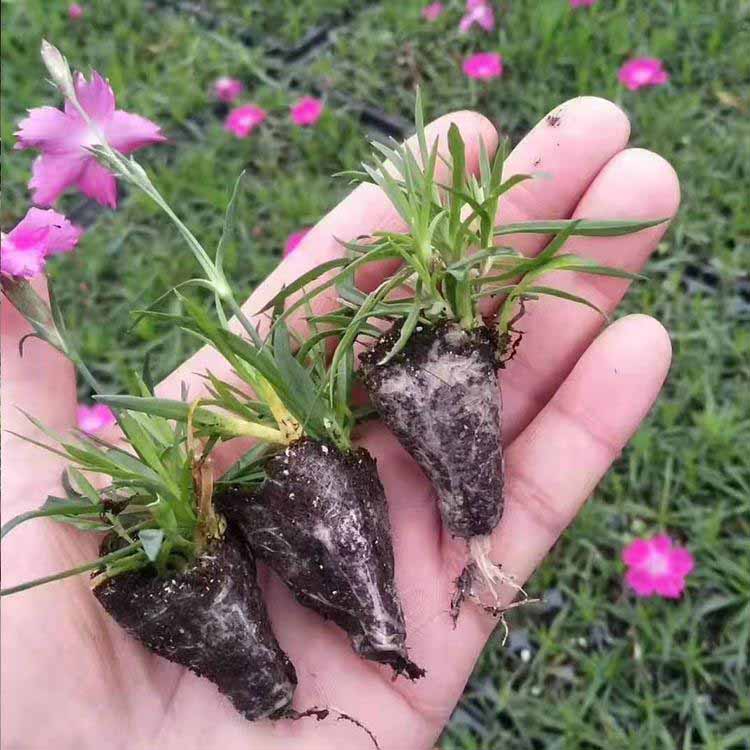 欧石竹穴盘苗供应商  欧石竹培育基地 耐寒抗旱 易栽培 养护简单