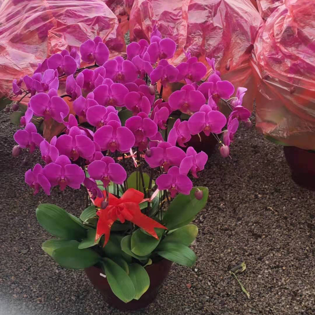 观赏花卉蝴蝶兰  蝴蝶兰小苗 蝴蝶兰盆栽观赏  室内观赏美化 新年应景花卉