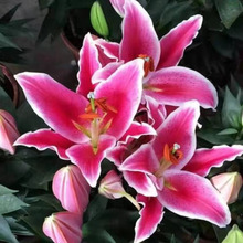 铭瀚供应 香水百合  喜温暖干燥  花朵靓丽 有香味