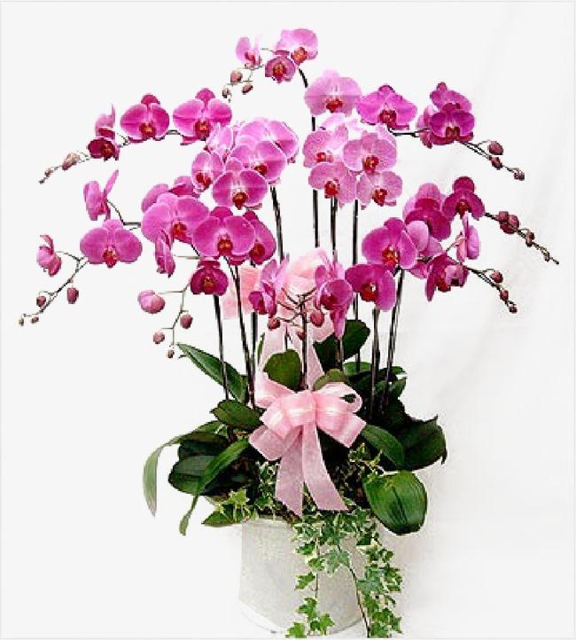 蝴蝶兰  花朵艳丽娇俏  赏花期长  花朵数多  